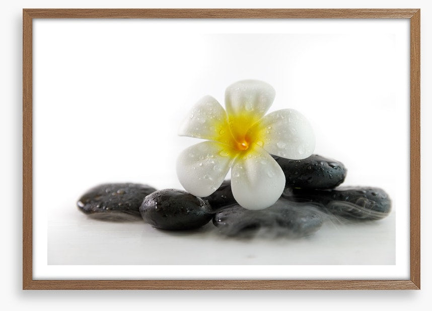 Plumeria on the rocks