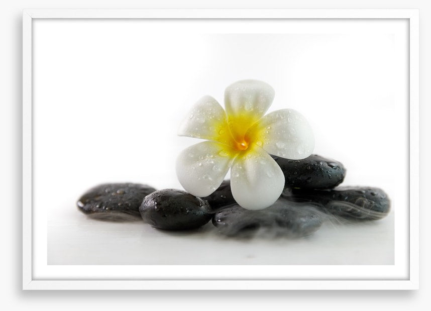Plumeria on the rocks
