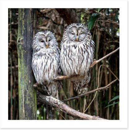 Together in the tree