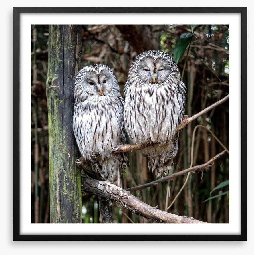 Together in the tree