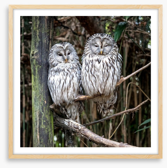 Together in the tree