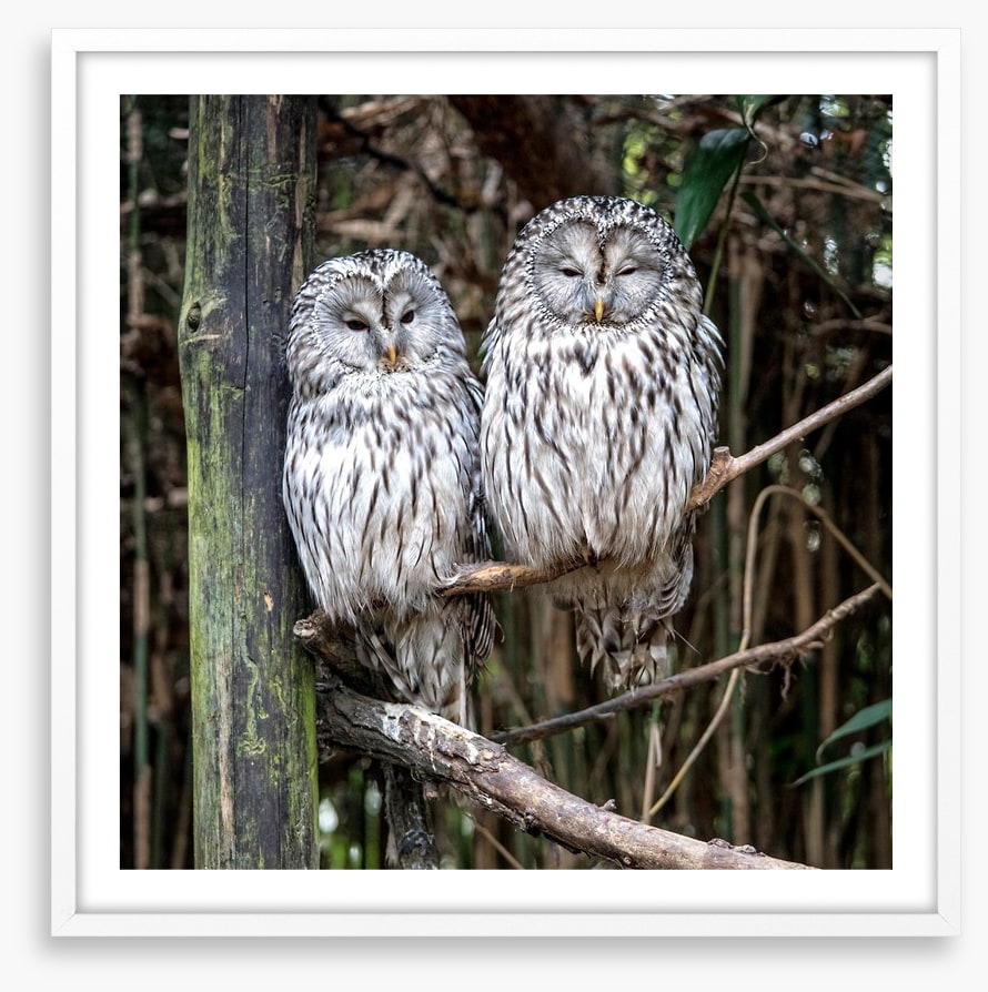 Together in the tree