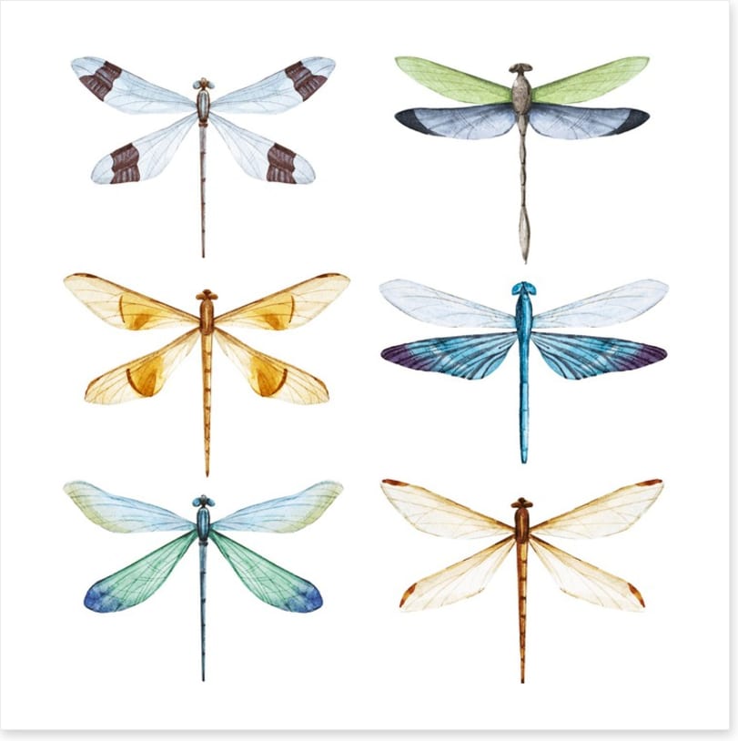 Dragonfly delight