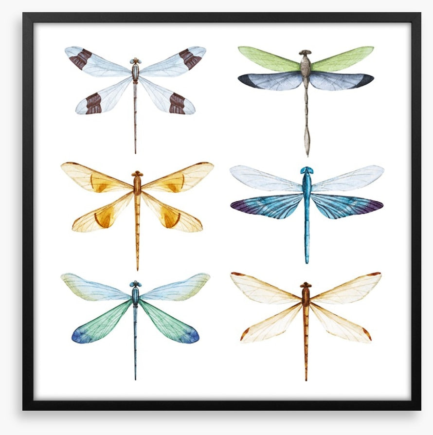 Dragonfly delight