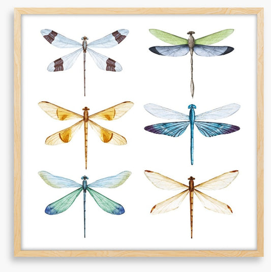 Dragonfly delight