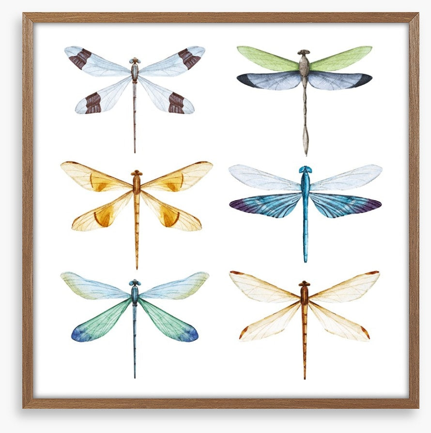 Dragonfly delight