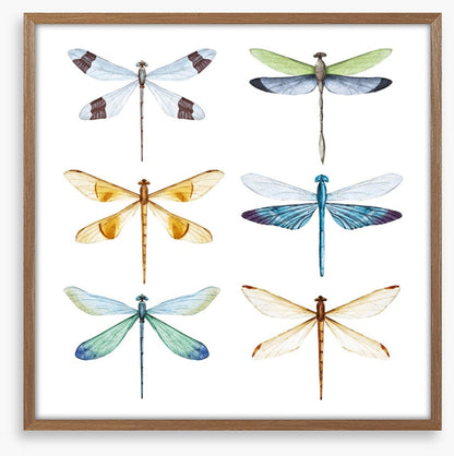Dragonfly delight