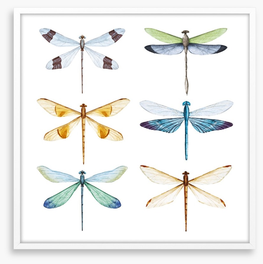 Dragonfly delight