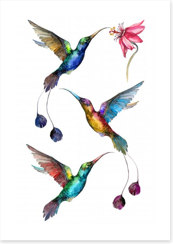 Birds