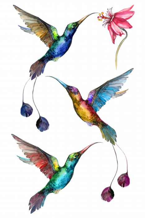 Birds