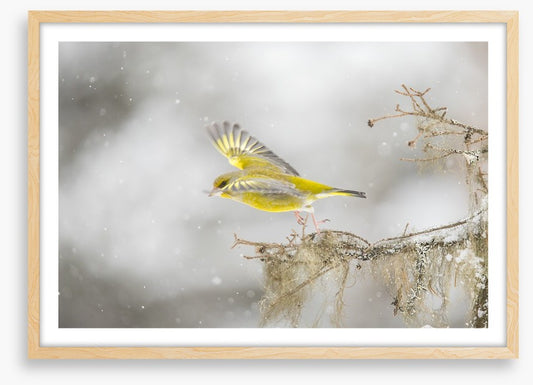 Birds