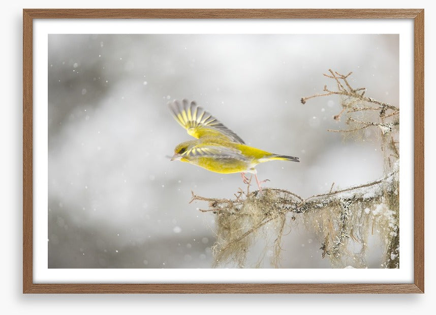 Birds
