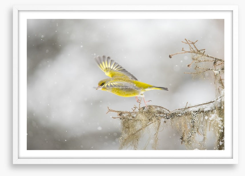 Birds