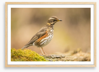 Birds
