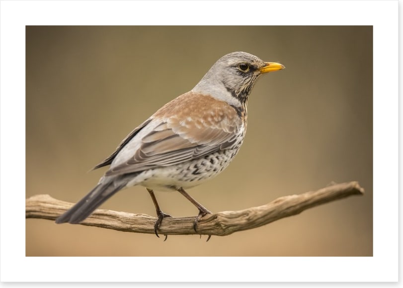 Birds