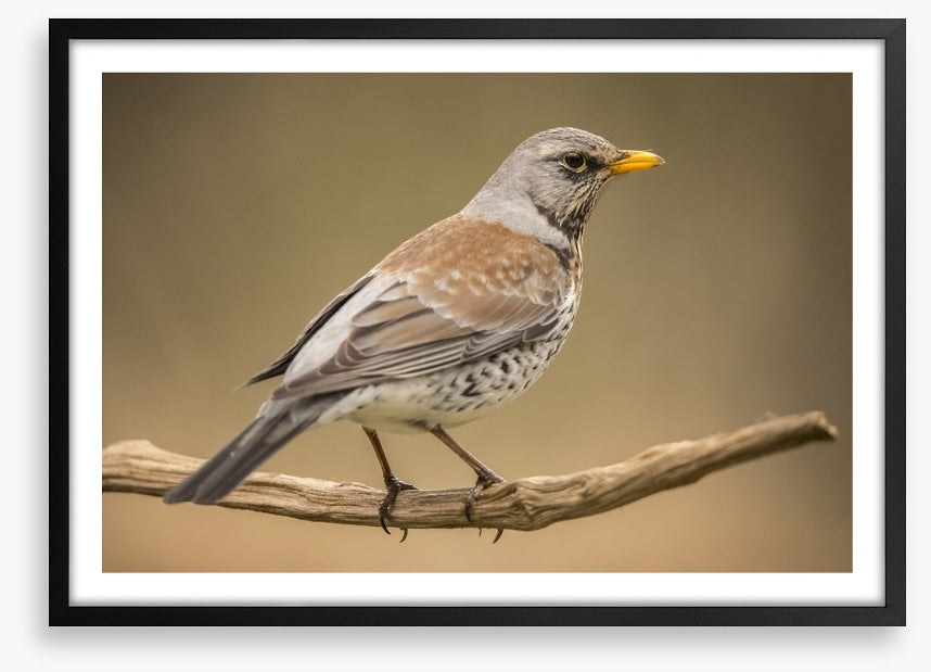 Birds