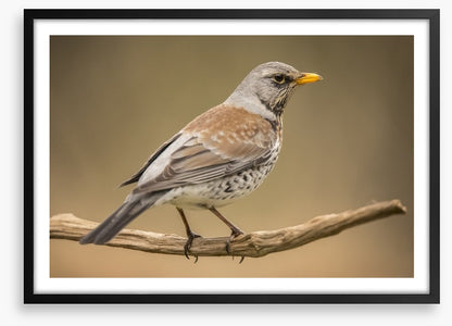 Birds
