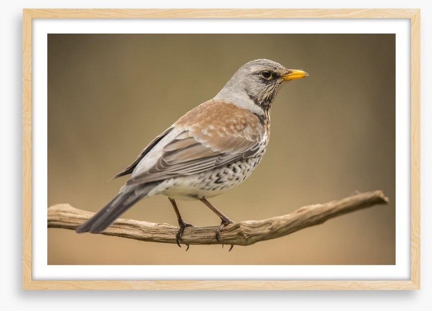 Birds