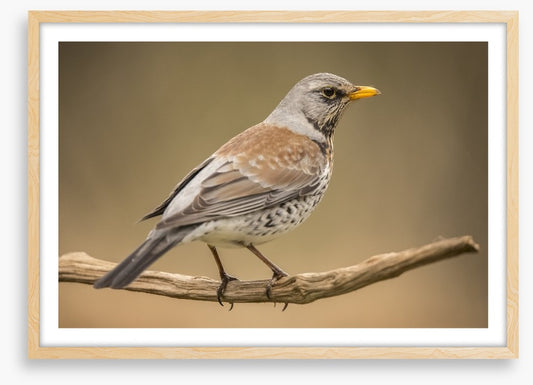 Birds
