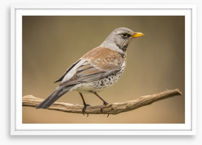 Birds