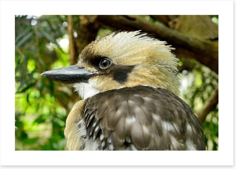 Kookaburra king