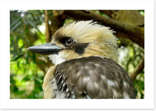 Kookaburra king