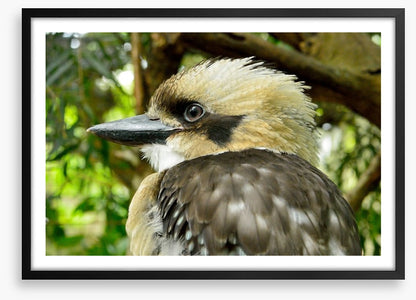 Kookaburra king