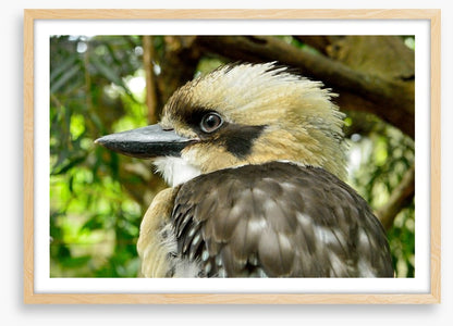 Kookaburra king