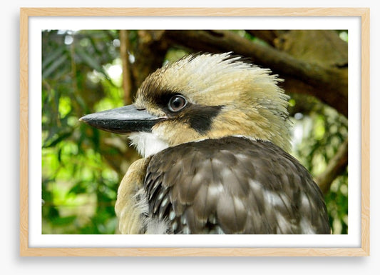 Kookaburra king