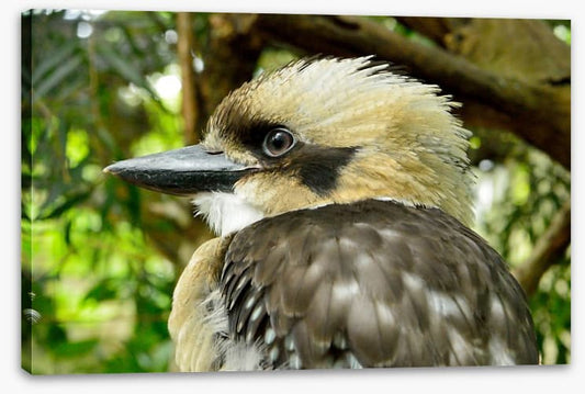 Kookaburra king