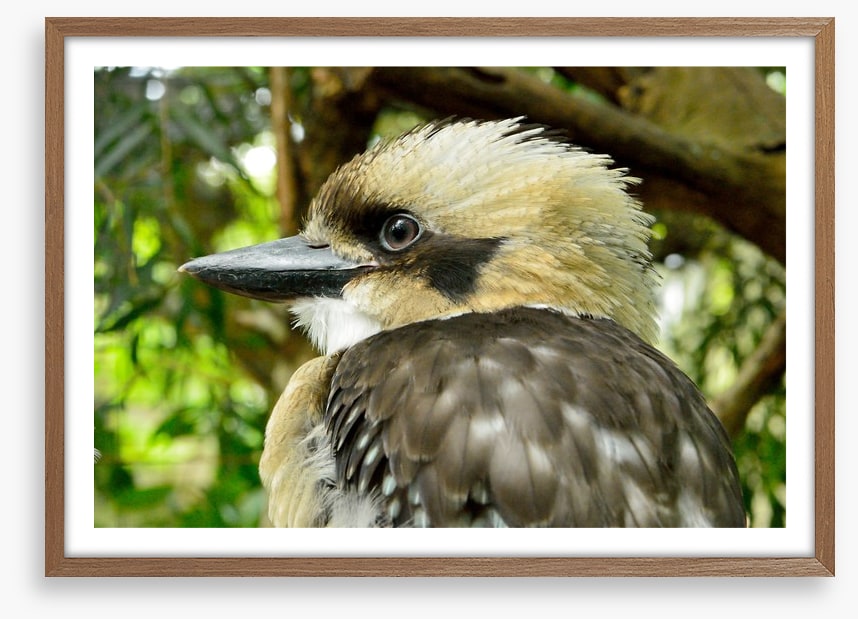 Kookaburra king
