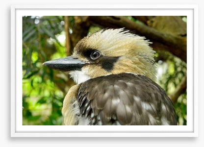 Kookaburra king