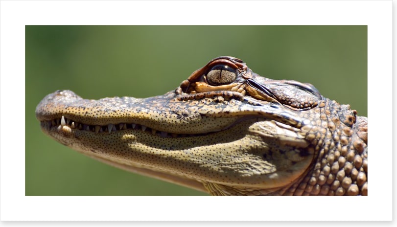 Reptiles / Amphibian