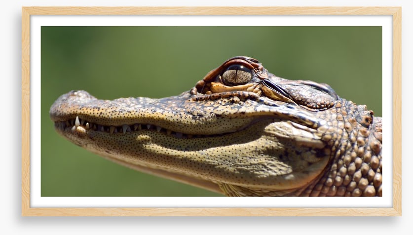 Reptiles / Amphibian