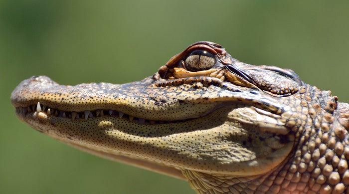 Reptiles / Amphibian