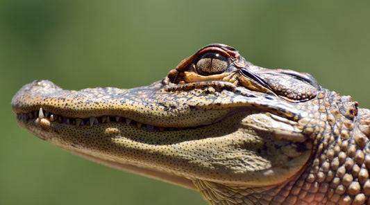 Reptiles / Amphibian