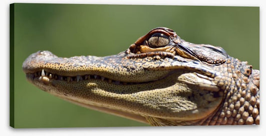 Reptiles / Amphibian