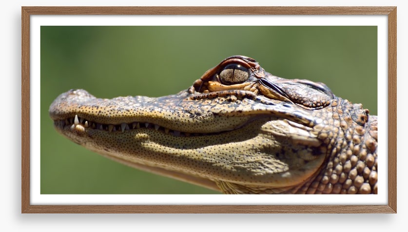 Reptiles / Amphibian