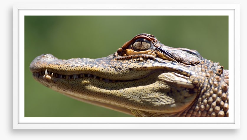Reptiles / Amphibian