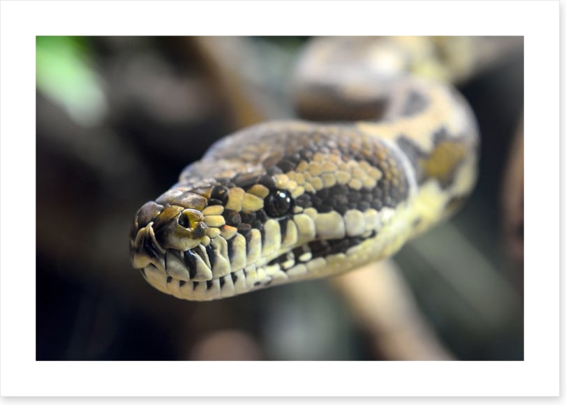 Carpet python glare