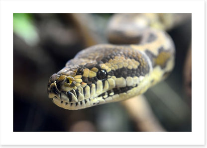 Carpet python glare