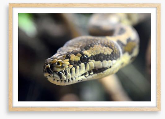Carpet python glare