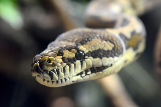 Carpet python glare