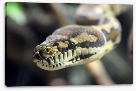Carpet python glare