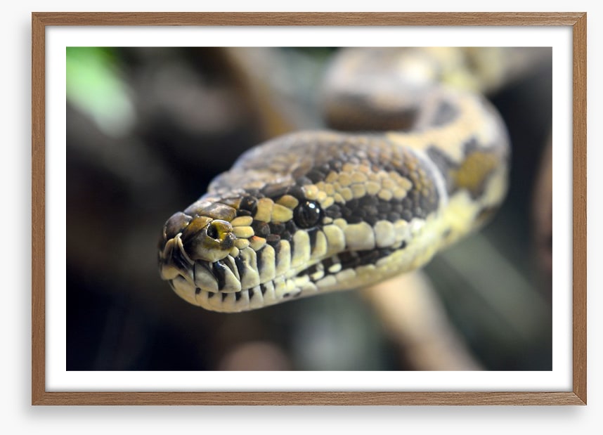 Carpet python glare
