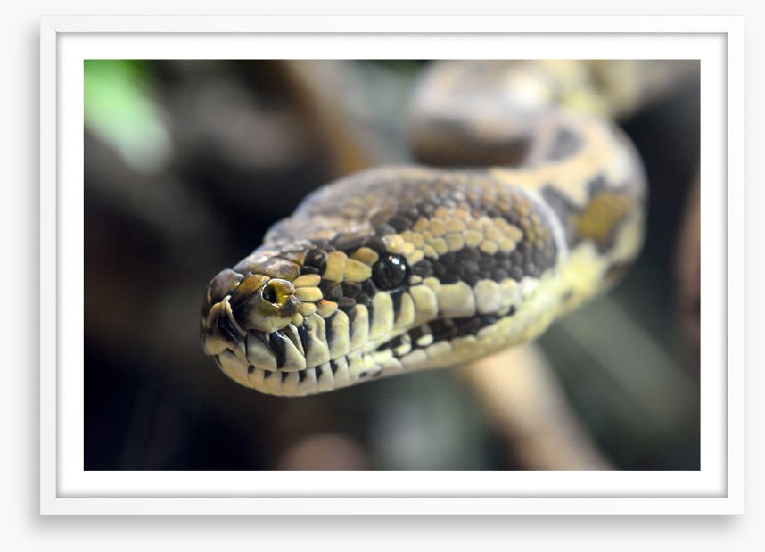 Carpet python glare