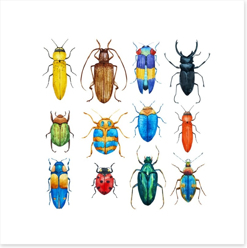 Beetle bugs