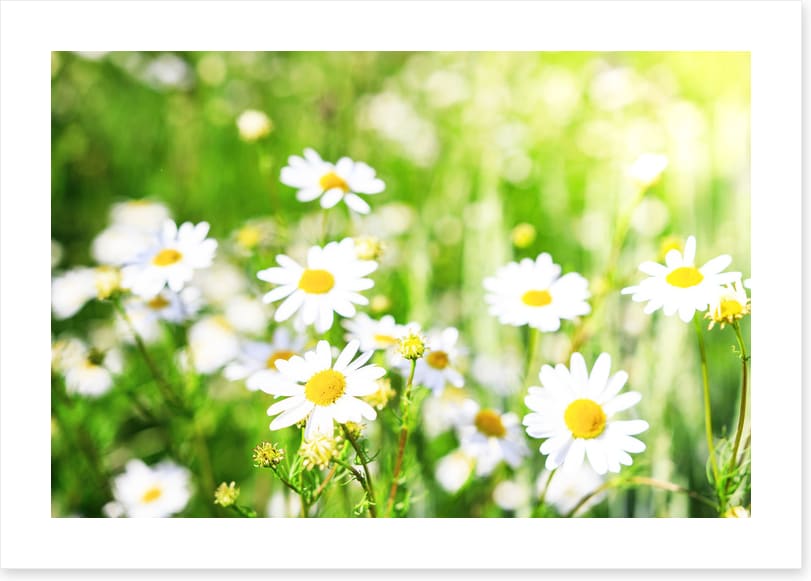 Chamomile sunlight
