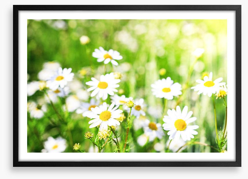 Chamomile sunlight