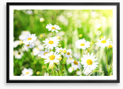 Chamomile sunlight